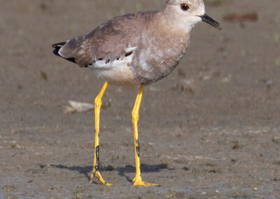 Witstaartkievit, Vanellus leucurus, White-tailed lapwing | Lauwersmeer