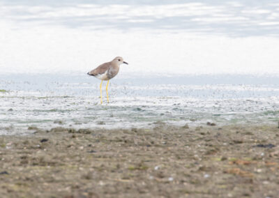 Witstaartkievit, Vanellus leucurus, White-tailed lapwing | Lauwersmeer