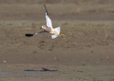 Witstaartkievit, Vanellus leucurus, White-tailed lapwing | Lauwersmeer