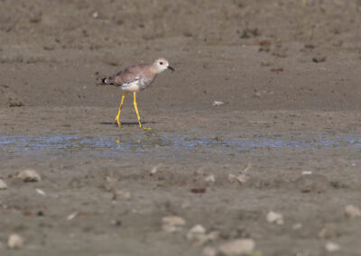 Witstaartkievit, Vanellus leucurus, White-tailed lapwing | Lauwersmeer