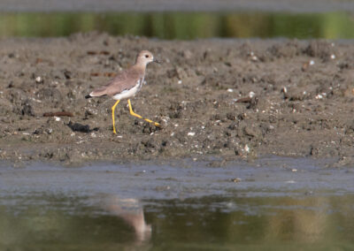Witstaartkievit, Vanellus leucurus, White-tailed lapwing | Lauwersmeer