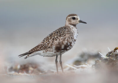 Amerikaanse goudplevier, Pluvialis dominica, American golden-plover