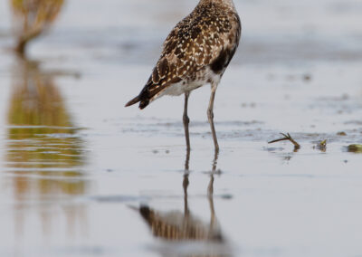 Amerikaanse goudplevier, Pluvialis dominica, American golden-plover | Eemshaven