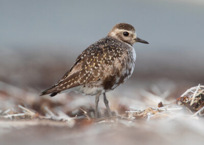 Amerikaanse goudplevier, Pluvialis dominica, American golden-plover | Eemshaven