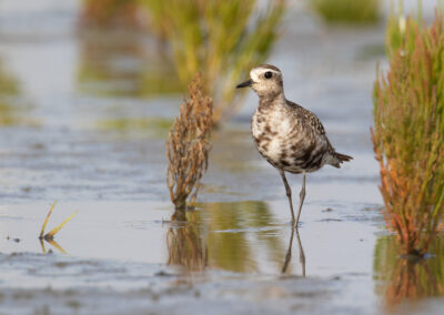 Amerikaanse goudplevier, Pluvialis dominica, American golden-plover | Eemshaven