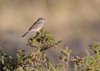 Grijze gors, Emberiza cia, Rock bunting | Algarve | Portugal