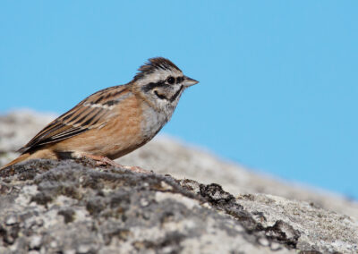 Grijze gors, Emberiza cia, Rock bunting | Algarve | Portugal