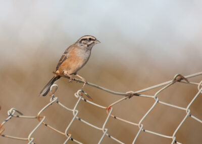 Grijze gors, Emberiza cia, Rock bunting | Algarve | Portugal