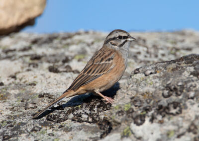 Grijze gors, Emberiza cia, Rock bunting