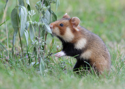 Korenwolf, Cricetus cricetus, European hamster