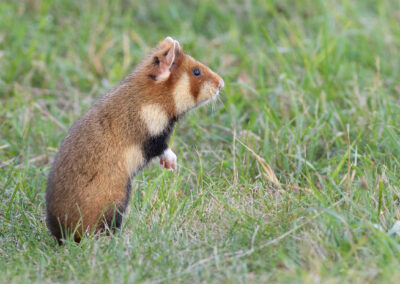 Korenwolf, Cricetus cricetus, European hamster | Zentralfriedhof | Wenen | Oostenrijk
