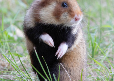 Korenwolf, Cricetus cricetus, European hamster | Zentralfriedhof | Wenen | Oostenrijk