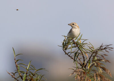 Roodkopklauwier, Lanius senator, Woodchat shrike