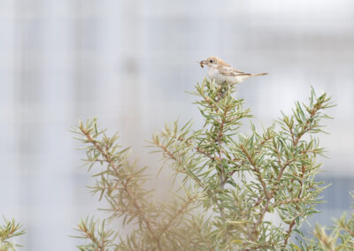 Roodkopklauwier, Lanius senator, Woodchat shrike  | Eemshaven