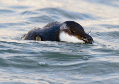 Alk, Alca torda, Razorbill