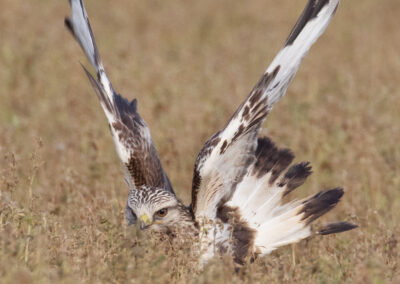 Ruigpootbuizerd, Buteo lagopus, Rough-legged buzzard | Finsterwolde