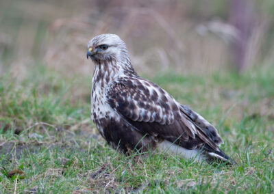 Ruigpootbuizerd, Buteo lagopus, Rough-legged buzzard