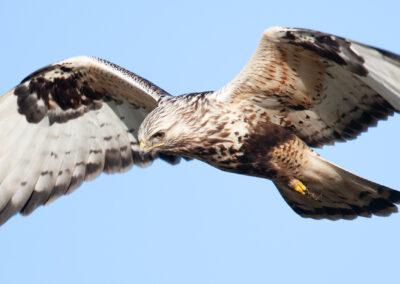 Ruigpootbuizerd, Buteo lagopus, Rough-legged buzzard | Emmapolder