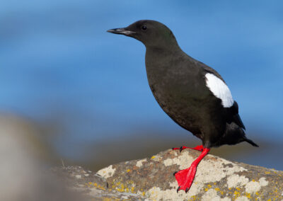 Zwarte zeekoet, Uria grylle, Black guillemot