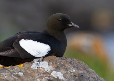 Zwarte zeekoet, Uria grylle, Black guillemot | IJsland