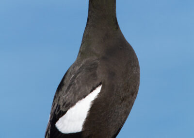 Zwarte zeekoet, Uria grylle, Black guillemot | IJsland