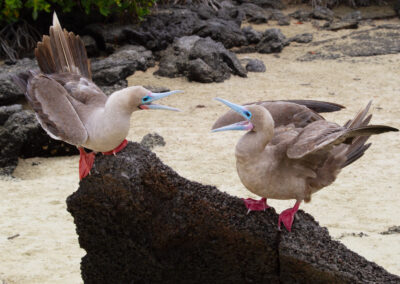 Roodpootgent, Sula sula, Red-footed booby | Ecuador | Galapagos eilanden