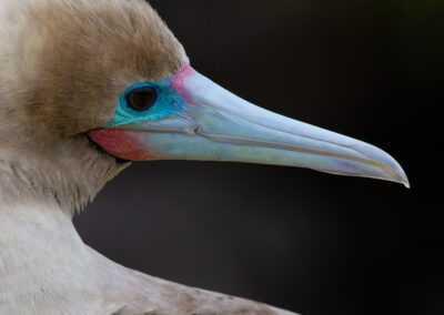 Roodpootgent, Sula sula, Red-footed booby