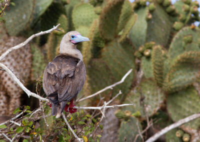 Roodpootgent, Sula sula, Red-footed booby | Ecuador | Galapagos eilanden