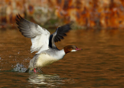 Grote zaagbek, Mergus merganser, Goosander | Haven Lauwersoog | Waddenzee