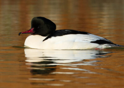 Grote zaagbek, Mergus merganser, Goosander | Haven Lauwersoog | Waddenzee