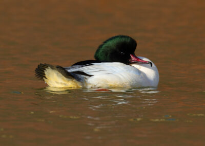 Grote zaagbek, Mergus merganser, Goosander