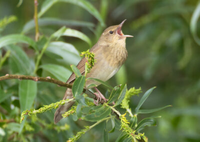 Krekelzanger, Locustella fluviatilis, River warbler | Hoogkerk