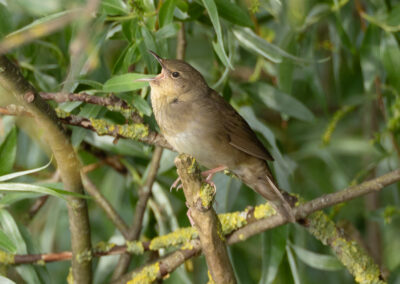 Krekelzanger, Locustella fluviatilis, River warbler | Hoogkerk