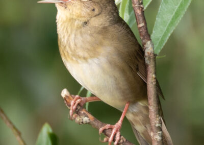 Krekelzanger, Locustella fluviatilis, River warbler | Hoogkerk