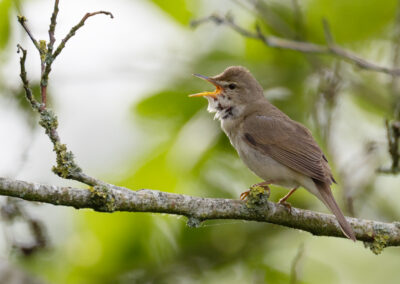 Struikrietzanger, Acrocephalus dumetorum, Blyth's reed warbler | Hoogkerk