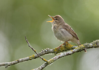 Struikrietzanger, Acrocephalus dumetorum, Blyth's reed warbler | Hoogkerk