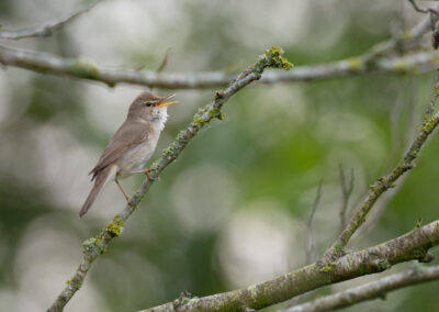 Struikrietzanger, Acrocephalus dumetorum, Blyth's reed warbler | Hoogkerk