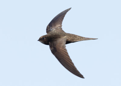 Gierzwaluw, Apus apus, Common swift