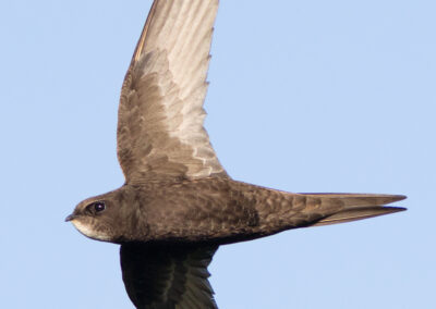 Gierzwaluw, Apus apus, Common swift | Lauwersmeer