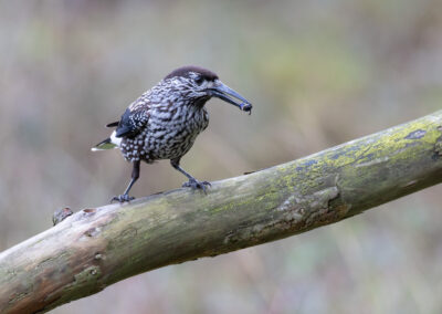 Notenkraker, Nucifraga caryocatactes, Spotted nutcracker | Gasterse Duinen | 07 oktober 2026