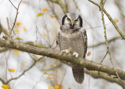 Sperweruil, Surnia ulula, Northern hawk-owl | Rottige meente | 25 oktober 2026
